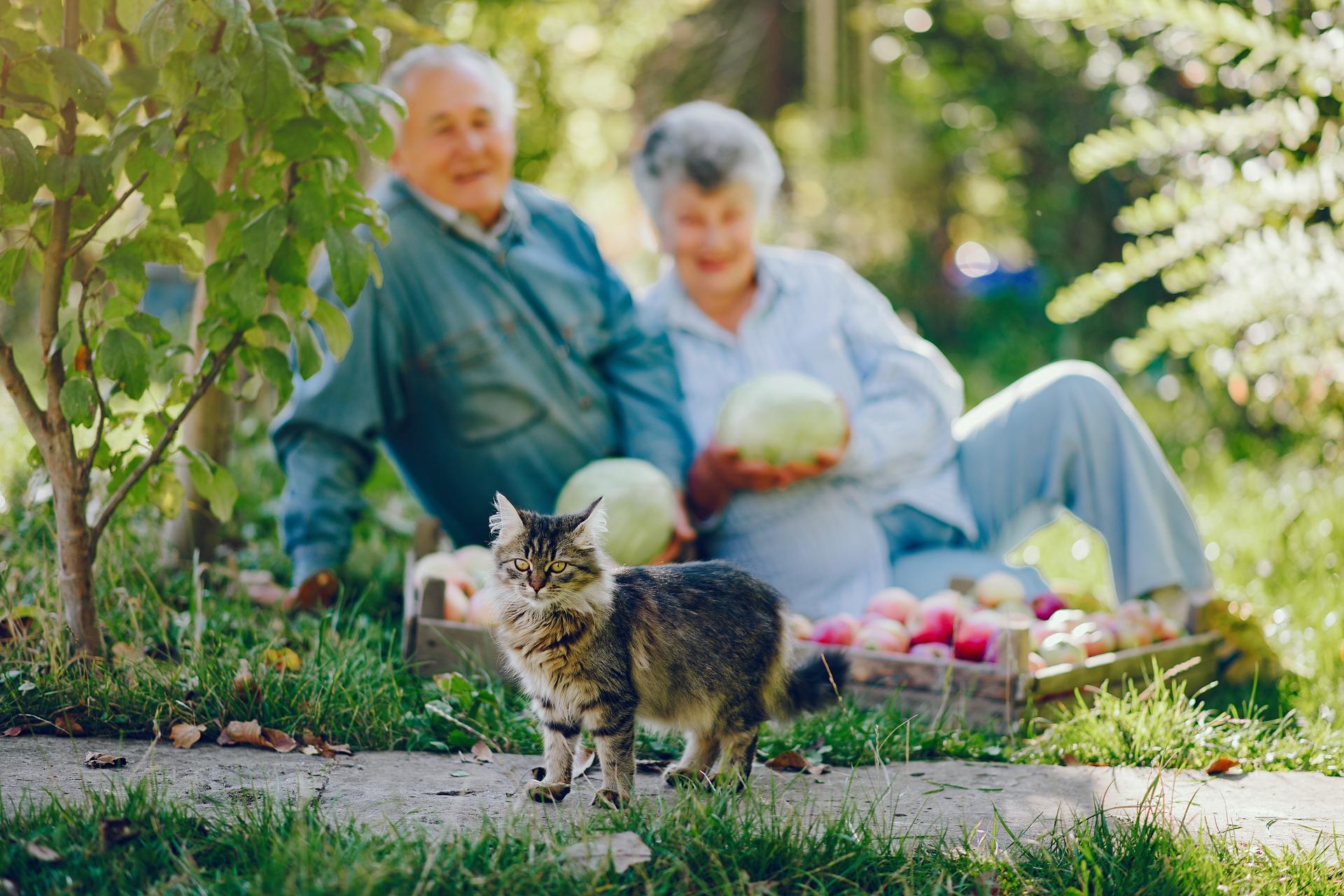 cat with couple